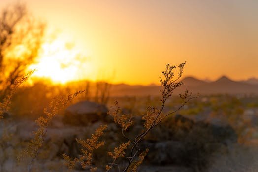 Serene sunset over the Arizona desert, capturing delicate plants and distant mountains.