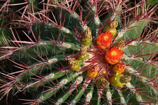 Bright orange Fishhook Barrel Cactus flowers surrounded by pink spines in a detailed close-up.