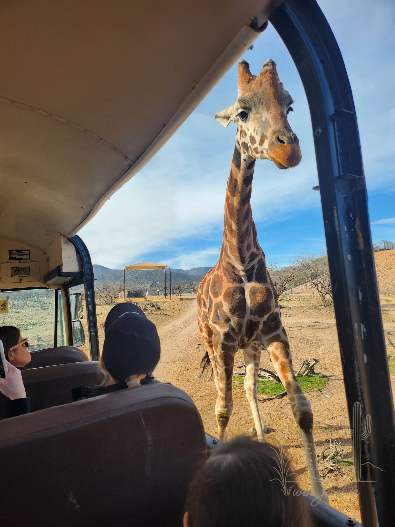 A Wild Day Trip to Out of Africa Wildlife Park