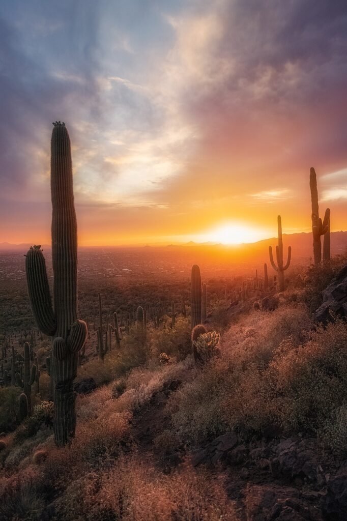 cacti, desert, sunset, mountains, landscape, clouds, nature, desert, desert, desert, desert, desert